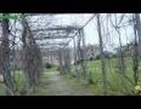 Introduzione giardini verticali