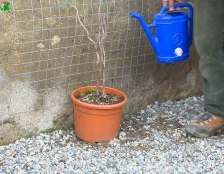 Scelta piante per verde verticale