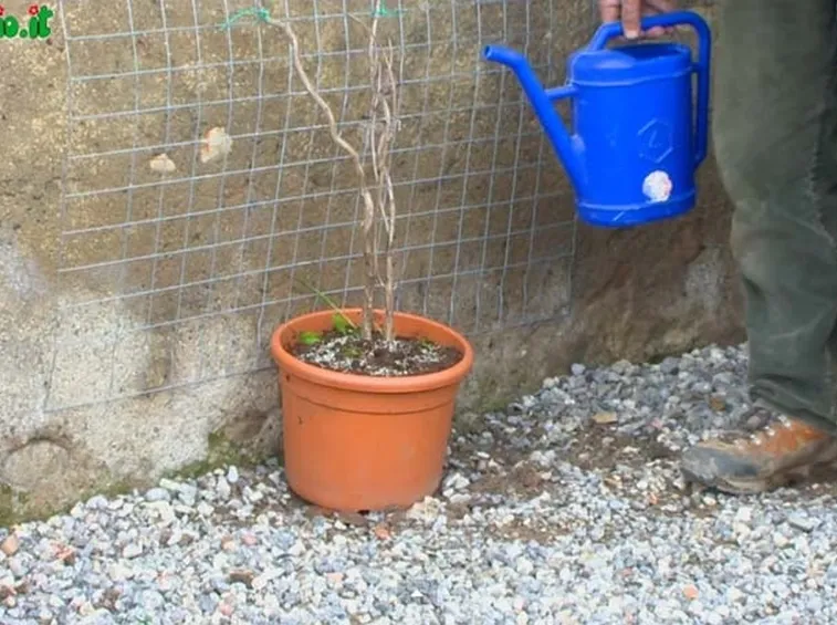 Muri verticali