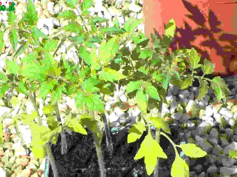 Pomodori