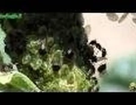 Orto in terrazzo: parassiti e malattie