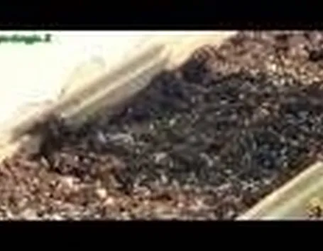 piantumazione concimazione irrigazione