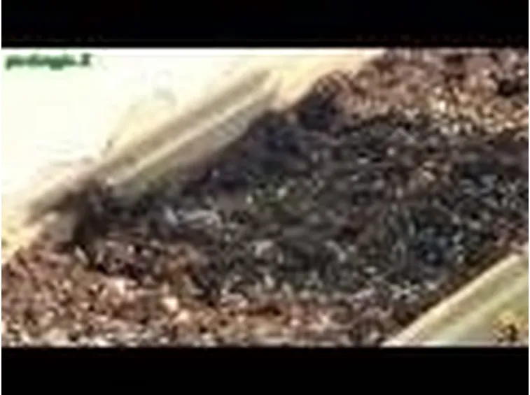 piantumazione concimazione irrigazione