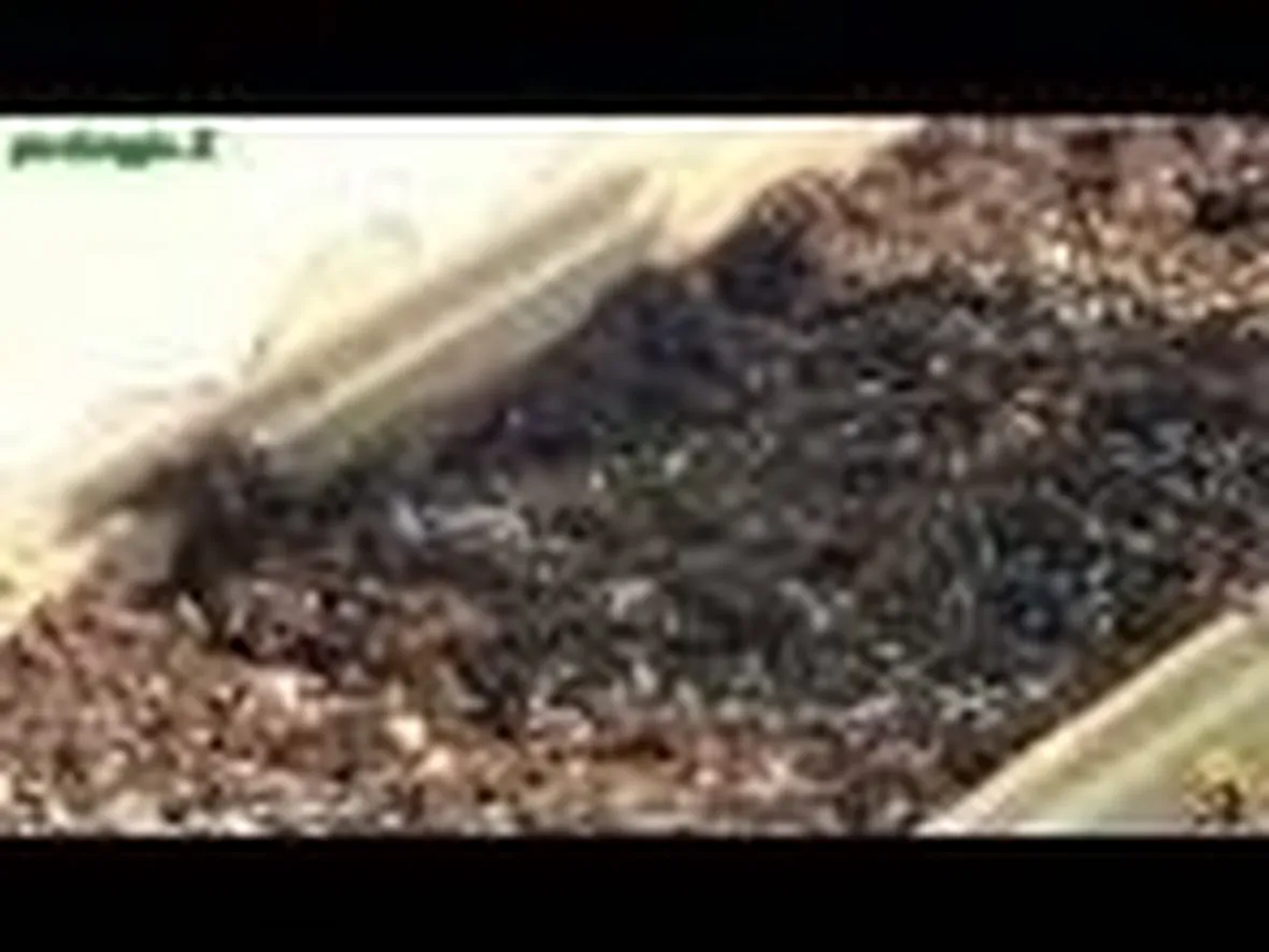 piantumazione concimazione irrigazione