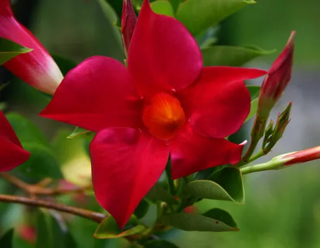 Dipladenia