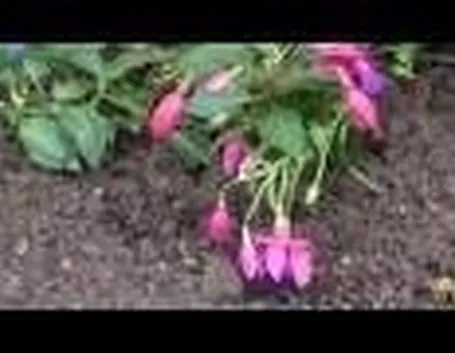 Fucsia