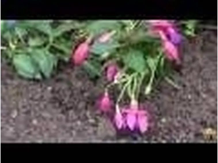 Fucsia