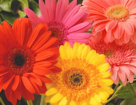 Gerbera