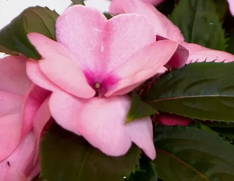 Impatiens