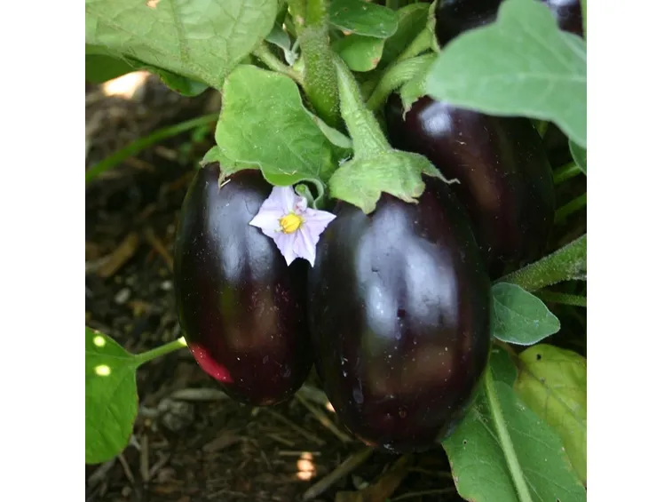 Melanzane