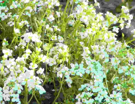 Perenni per giardini rocciosi