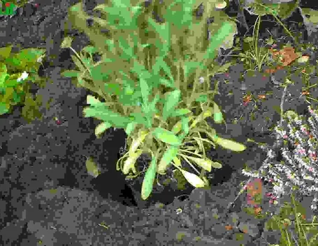 Perenni vivaci