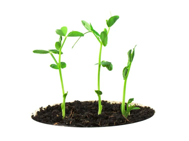 Tecniche di riproduzione