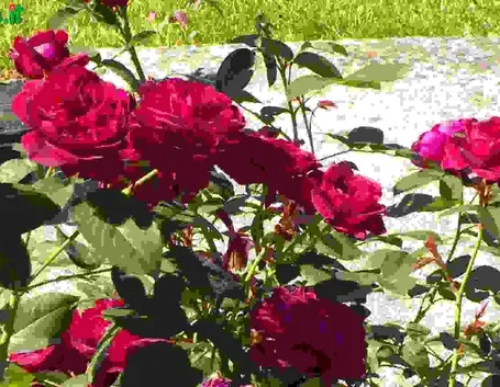 Rose Arbustive