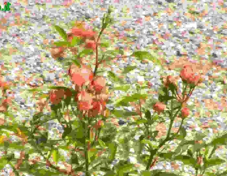 Rose Polyantha