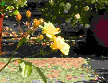 Rose rampicanti