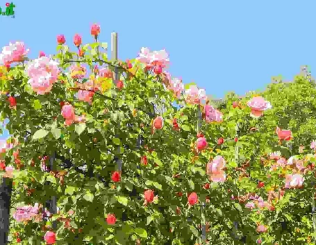 Rose Sarmentose