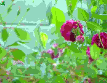 Rose Tappezzanti