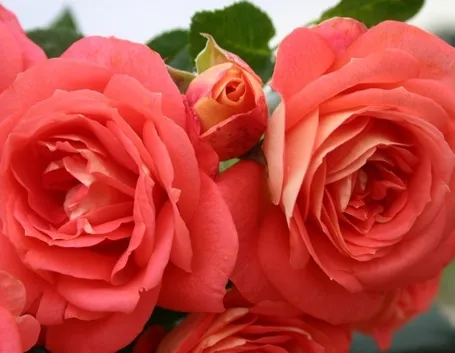 Tipologie di rose moderne