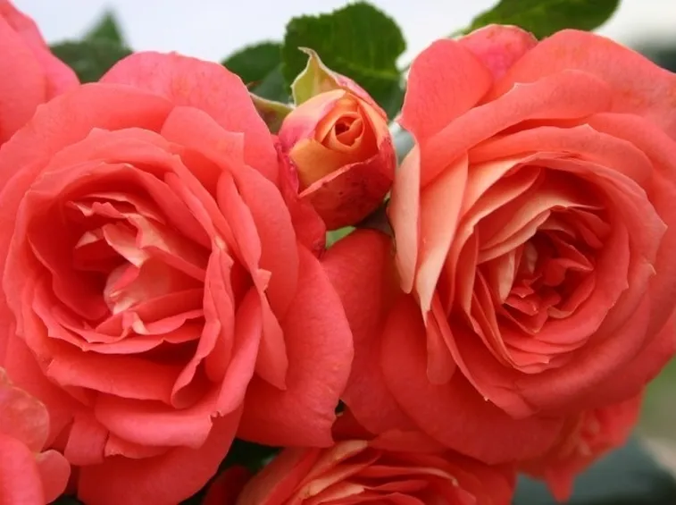 Tipologie di rose moderne