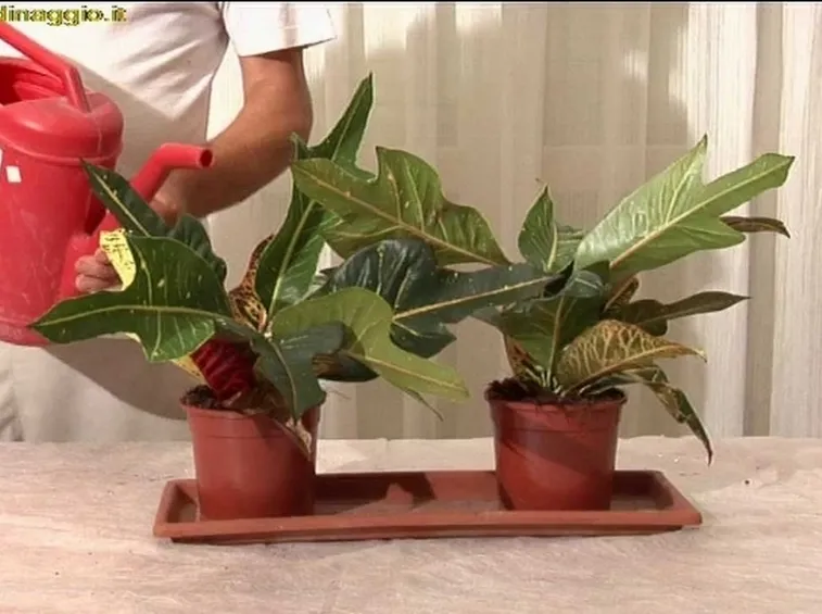 croton