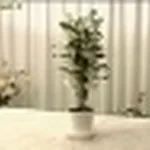 foto dendrobium