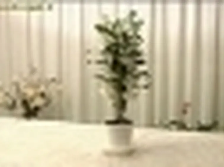 foto dendrobium