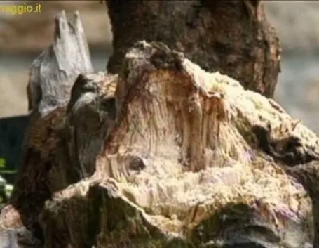 impostazione prebonsai