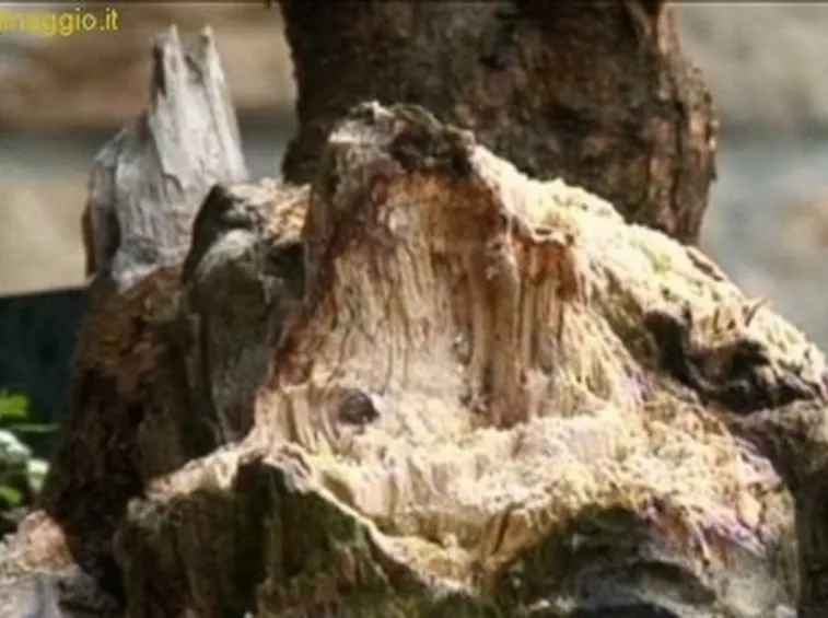 impostazione prebonsai
