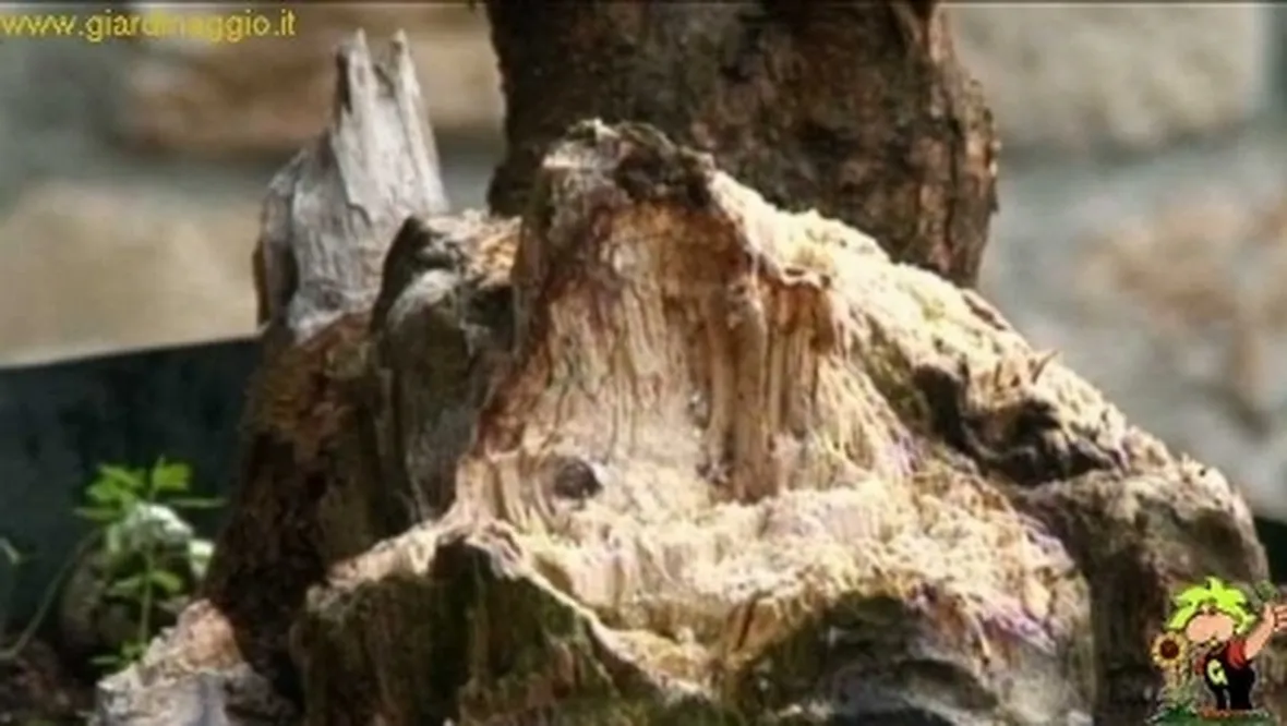 impostazione prebonsai