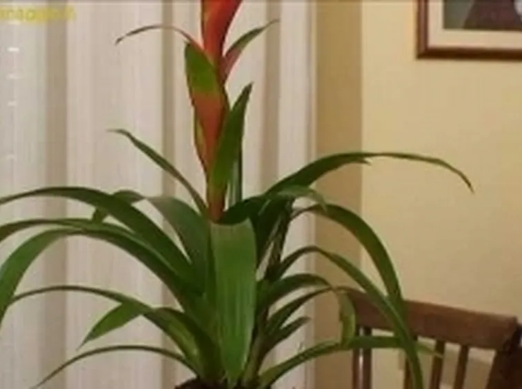 bromelia
