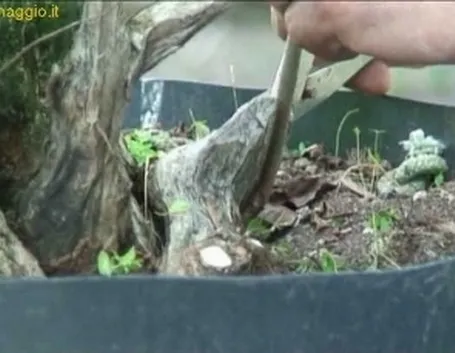 potatura prebonsai