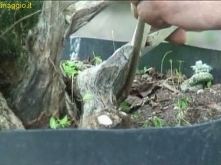 potatura prebonsai