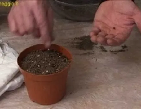 semina bonsai