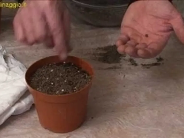 semina bonsai