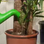 yucca