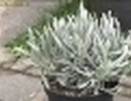 lavanda