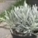 lavanda