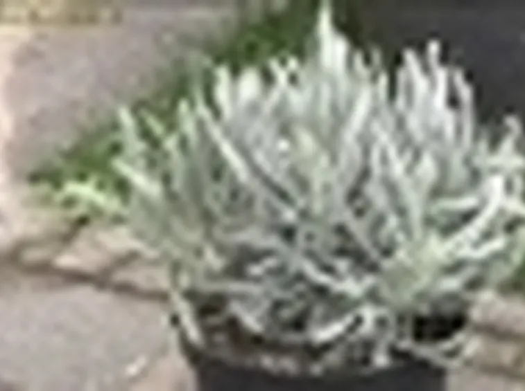 lavanda