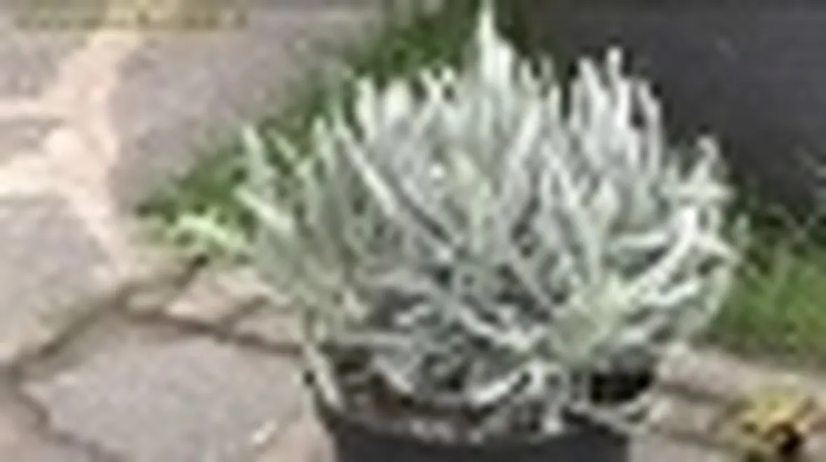 lavanda