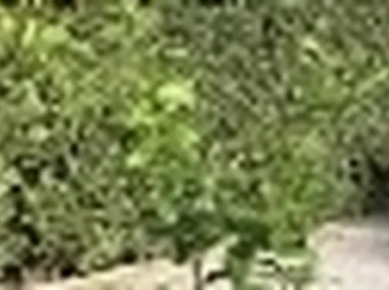 limone