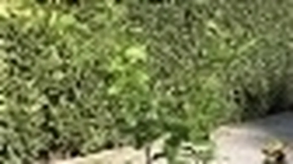 limone