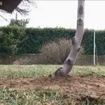 foto albero