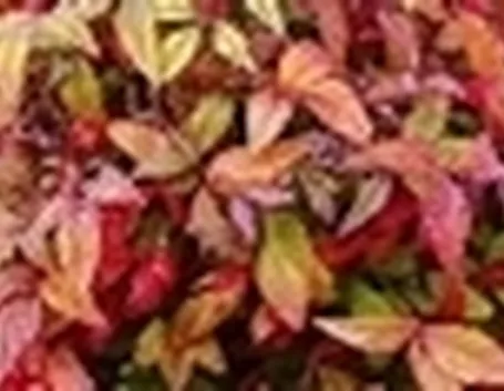 foto nandina
