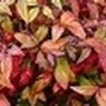 foto nandina