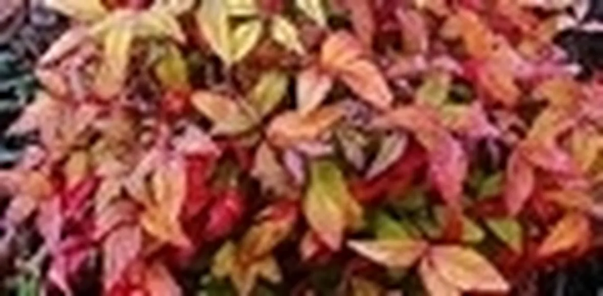 foto nandina