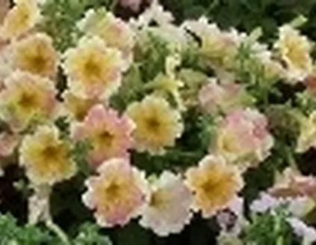 petunia