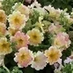 petunia