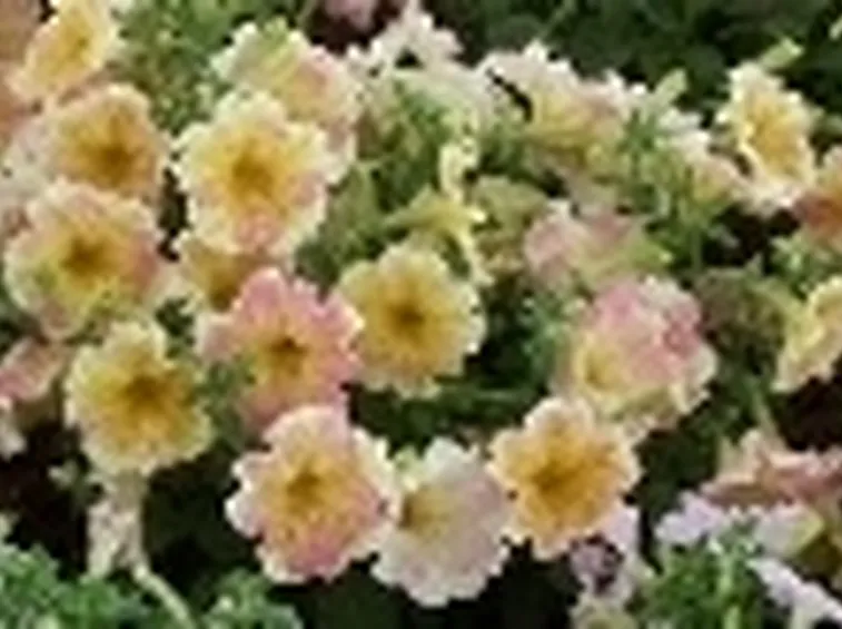 petunia