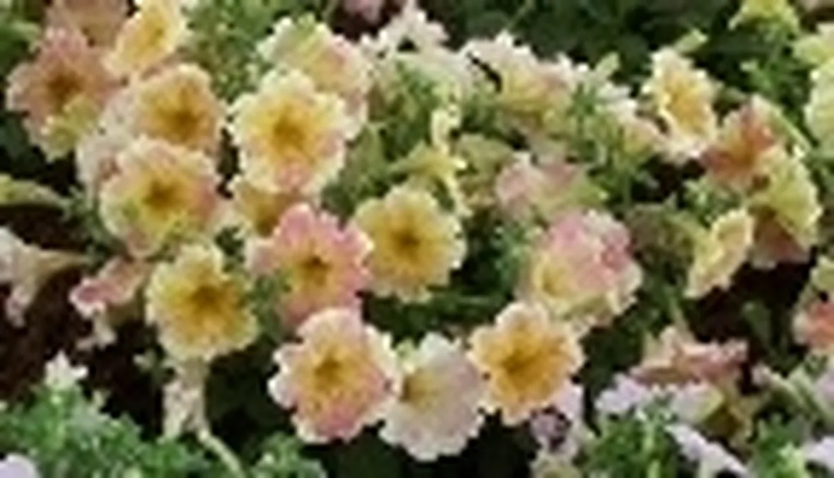 petunia